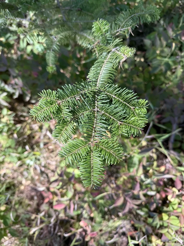 Abies Balsamea