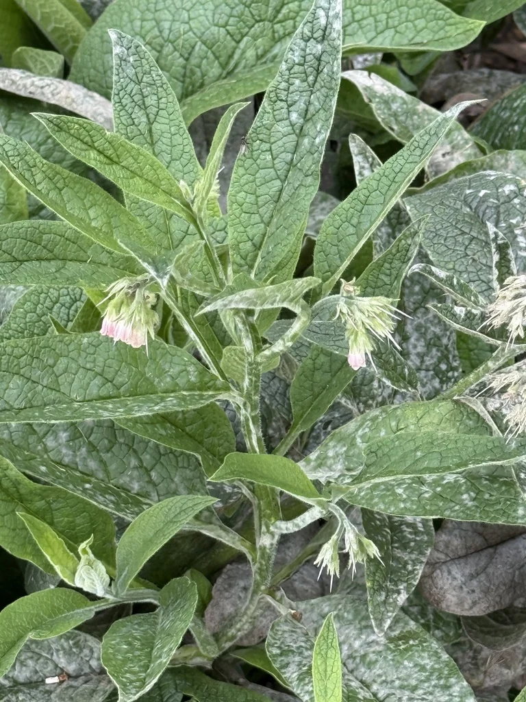 Symphytum Officinale