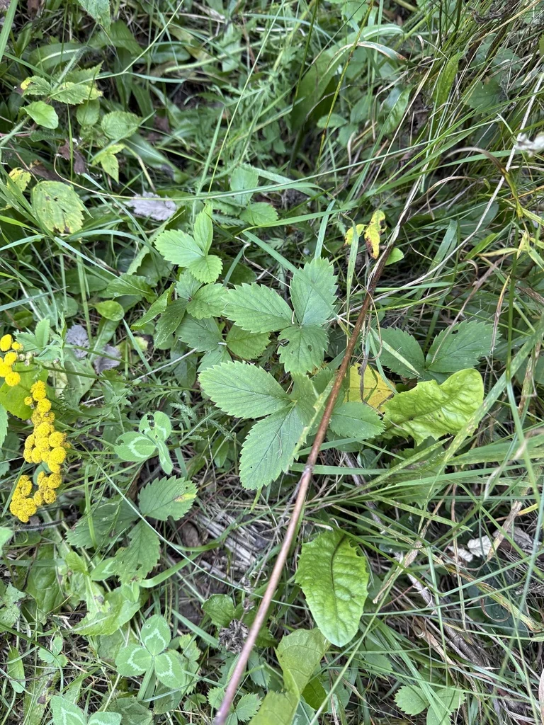 Fragaria Virginiana