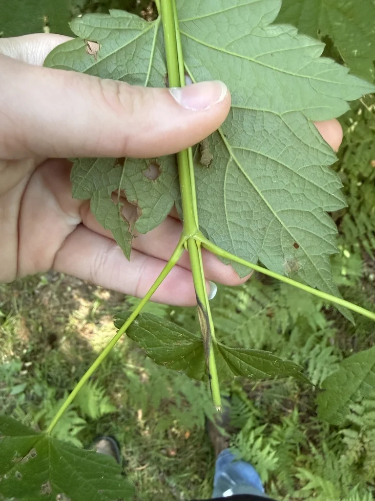 Acer Spicatum