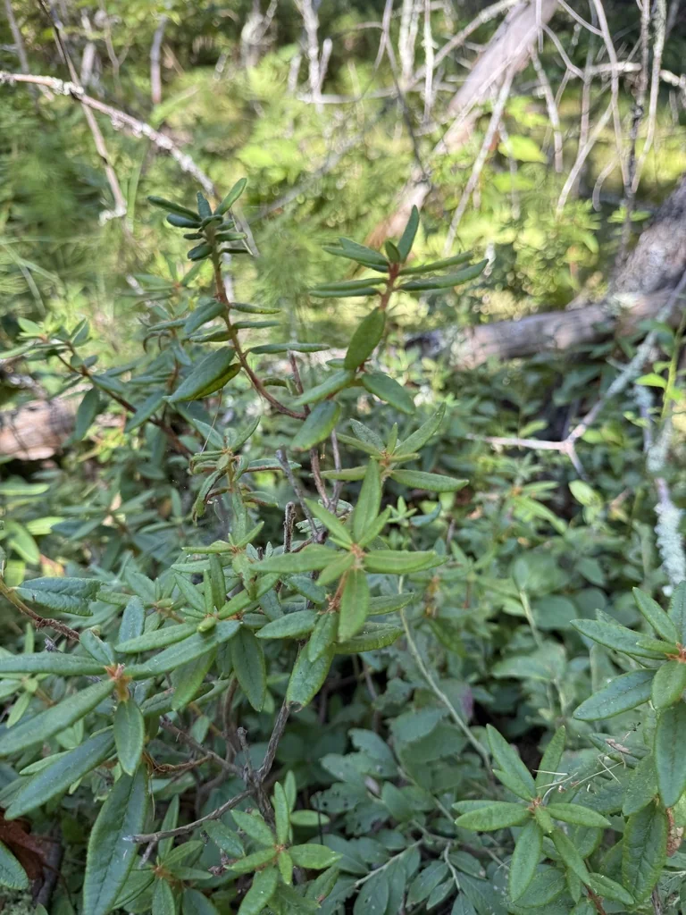 Rhododendron Groenlandicum