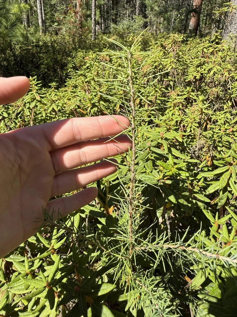 Larix Laricina