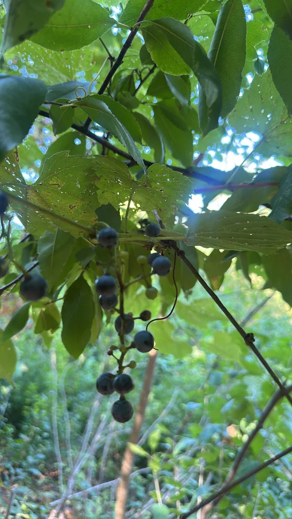 Vitis Riparia