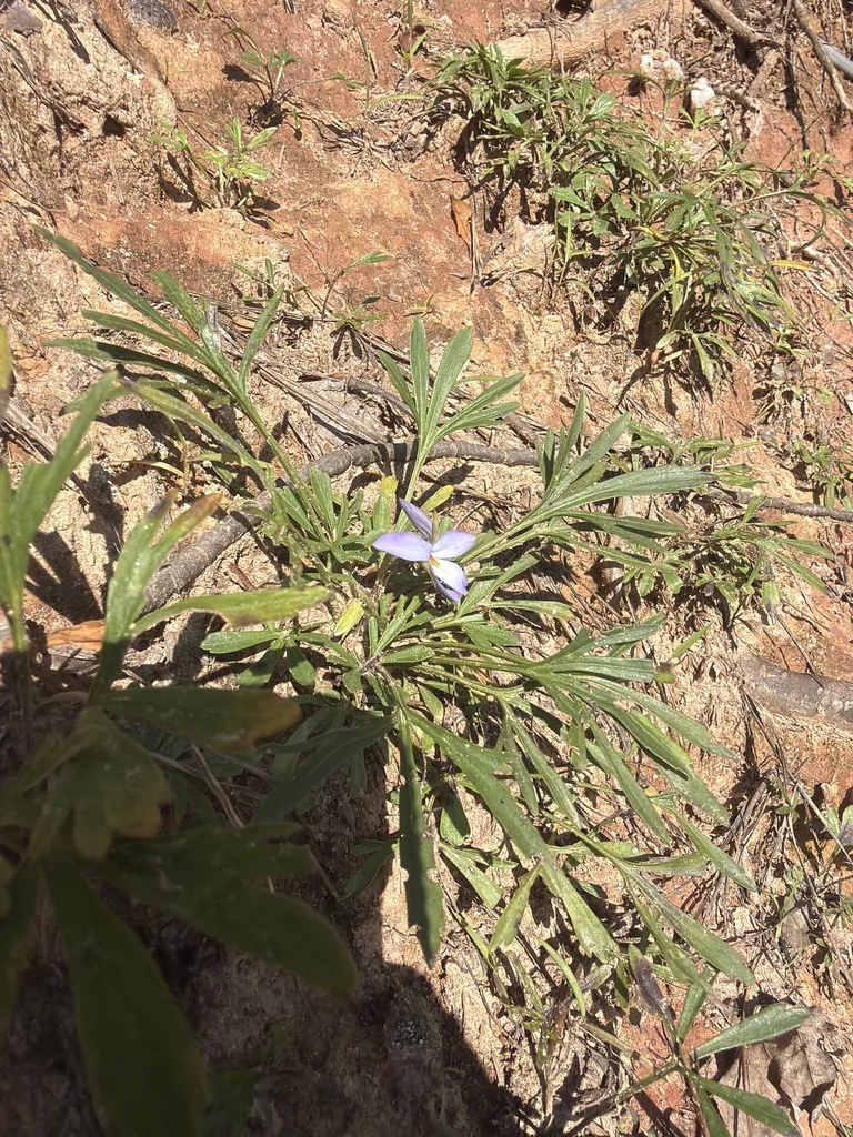 Viola Pedata