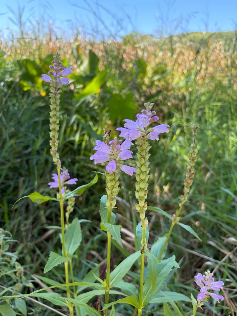 Physostegia Virginiana