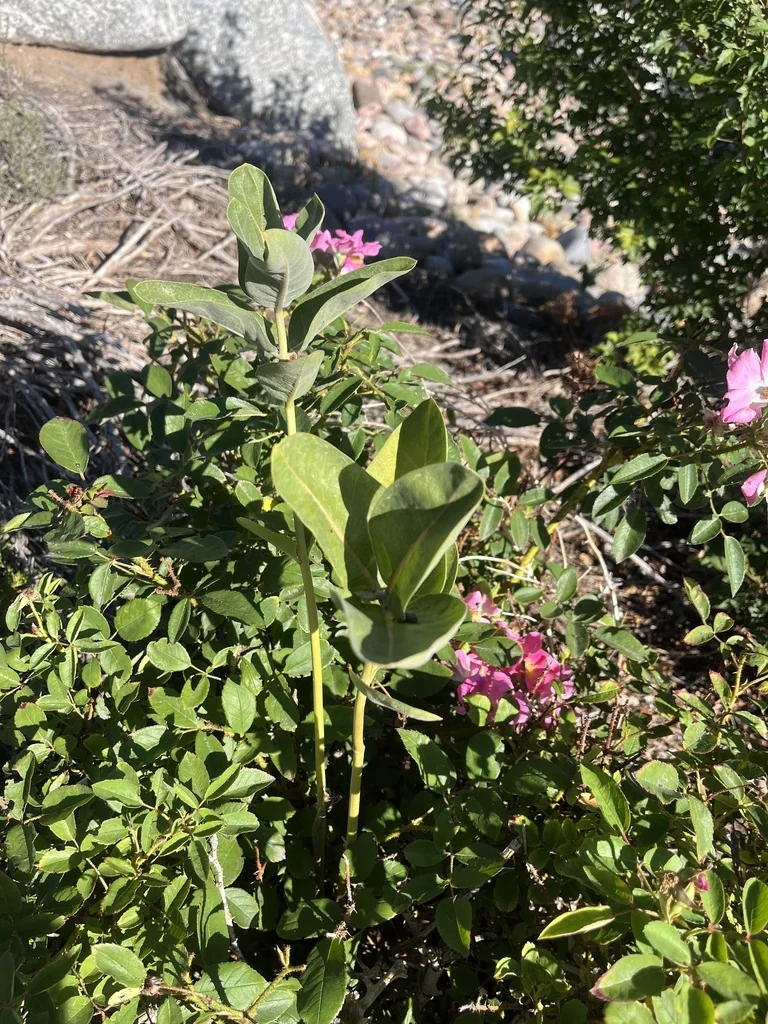 Asclepias Speciosa