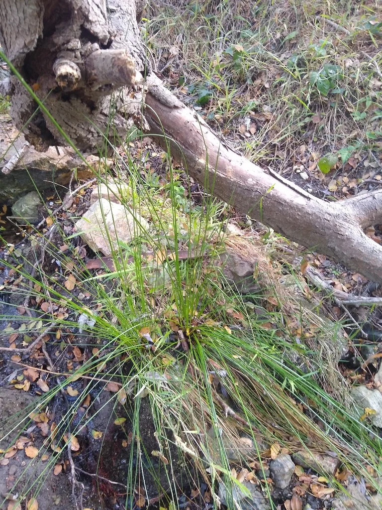Juncus effusus