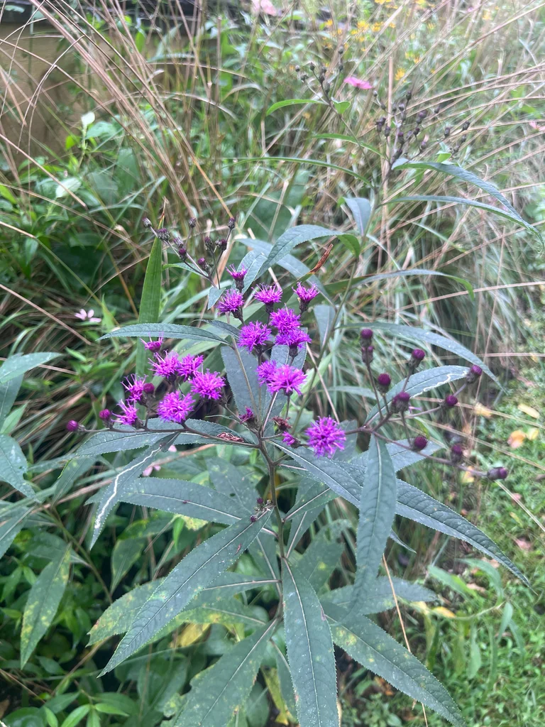 Vernonia Noveboracensis