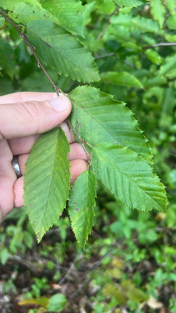 Carpinus Caroliniana