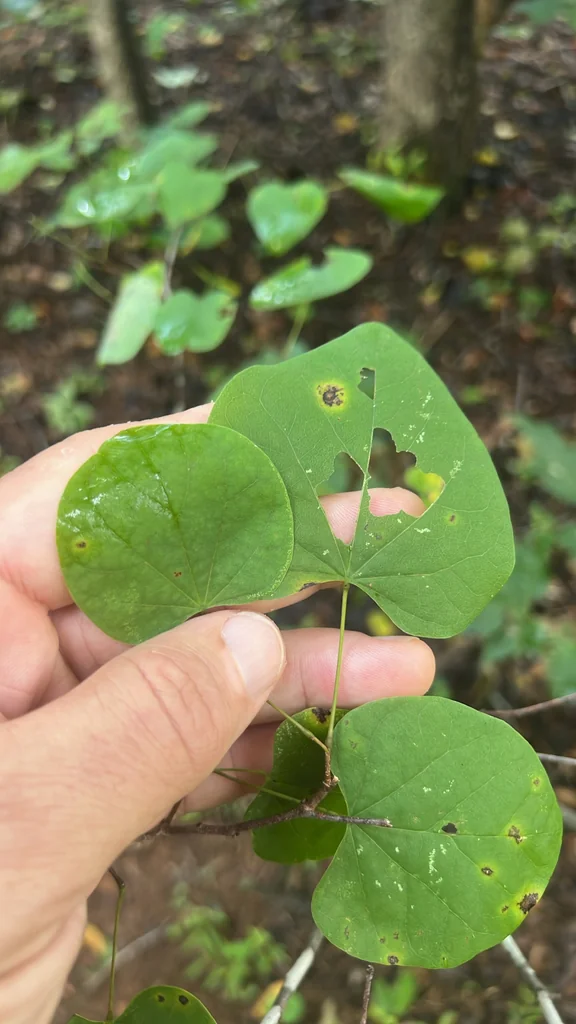 Cercis Canadensis