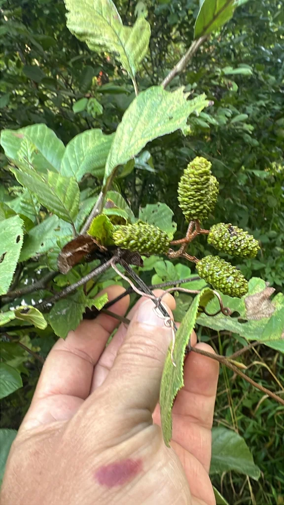 Alnus Serrulata