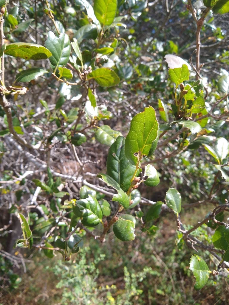 Quercus agrifolia