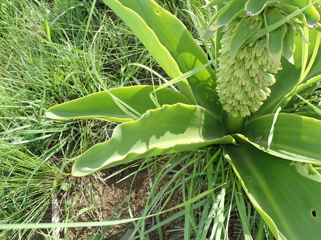Eucomis Autumnalis