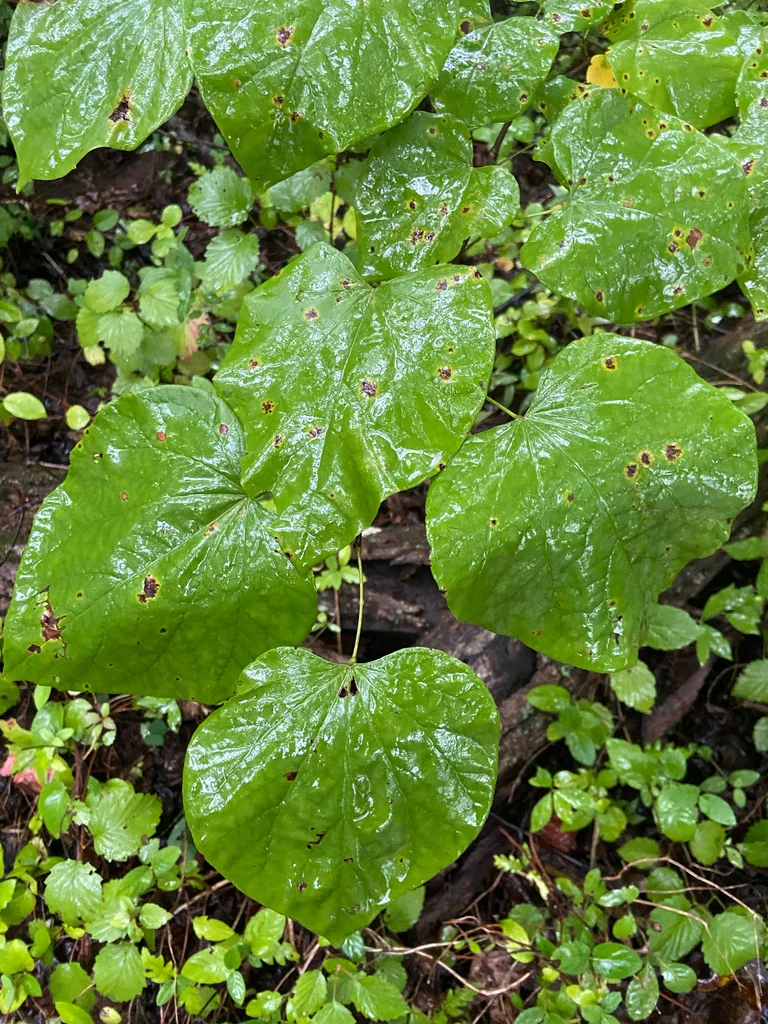 Cercis Canadensis
