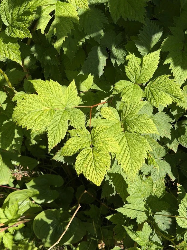 Rubus Spectabilis