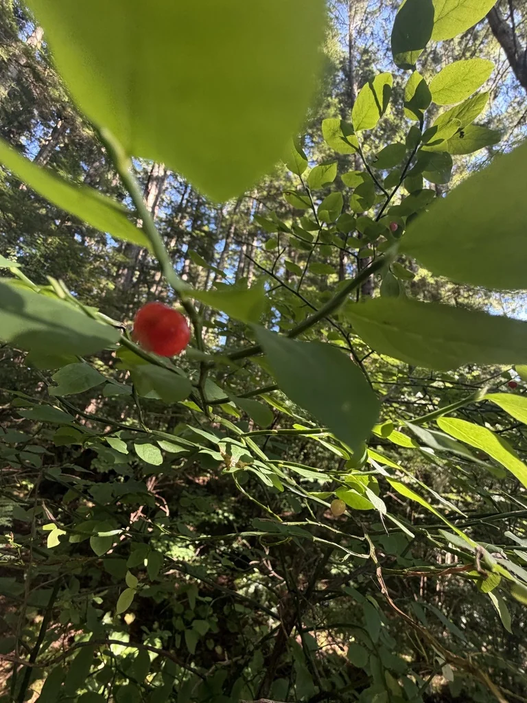 Vaccinium Parvifolium