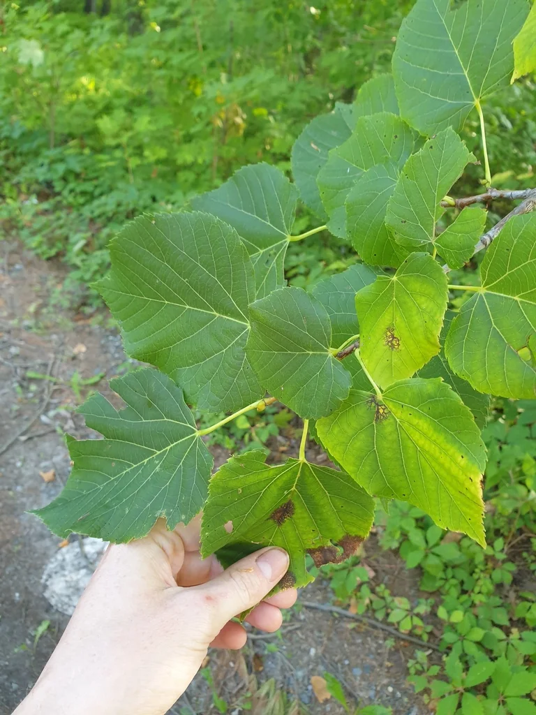Tilia Americana