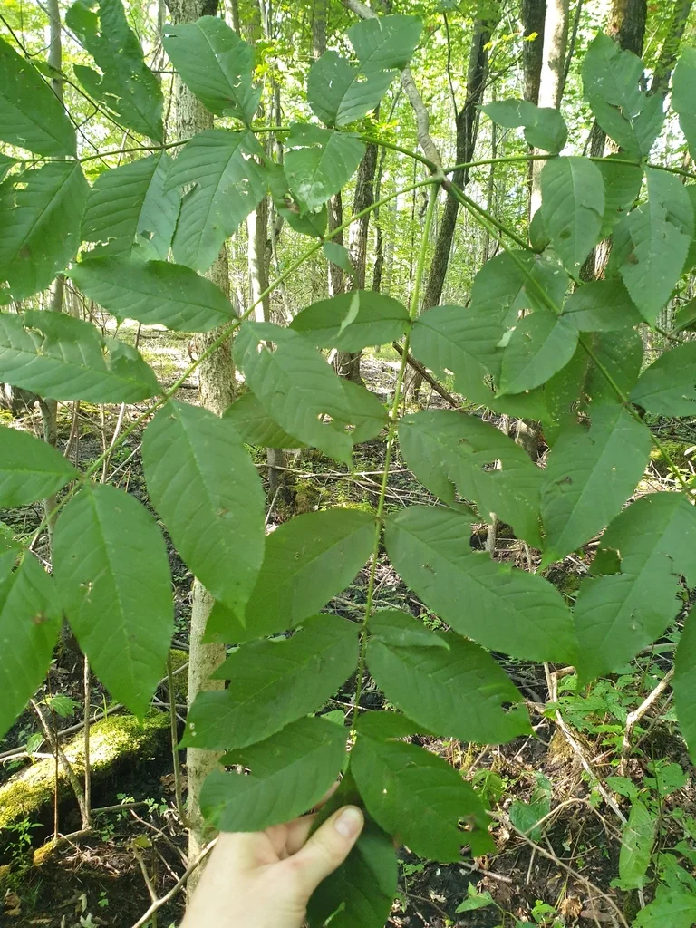 Fraxinus Nigra