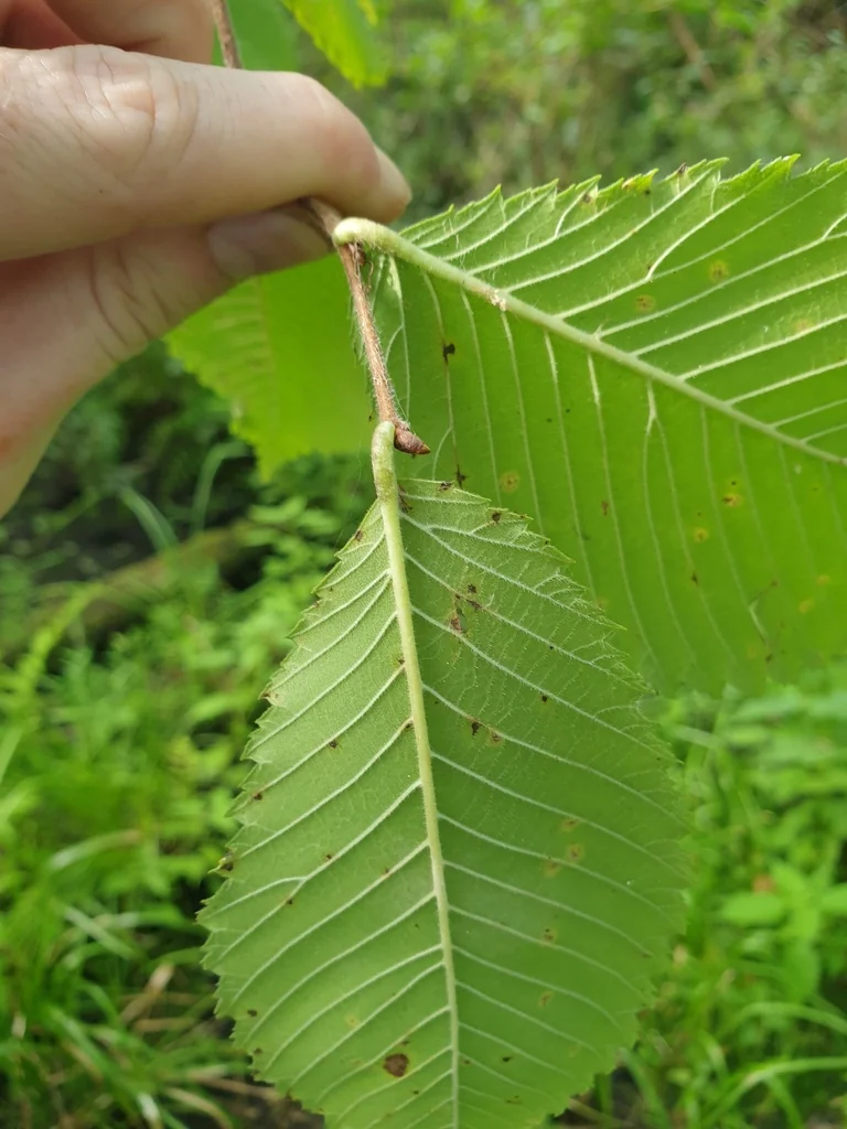 Ulmus Americana