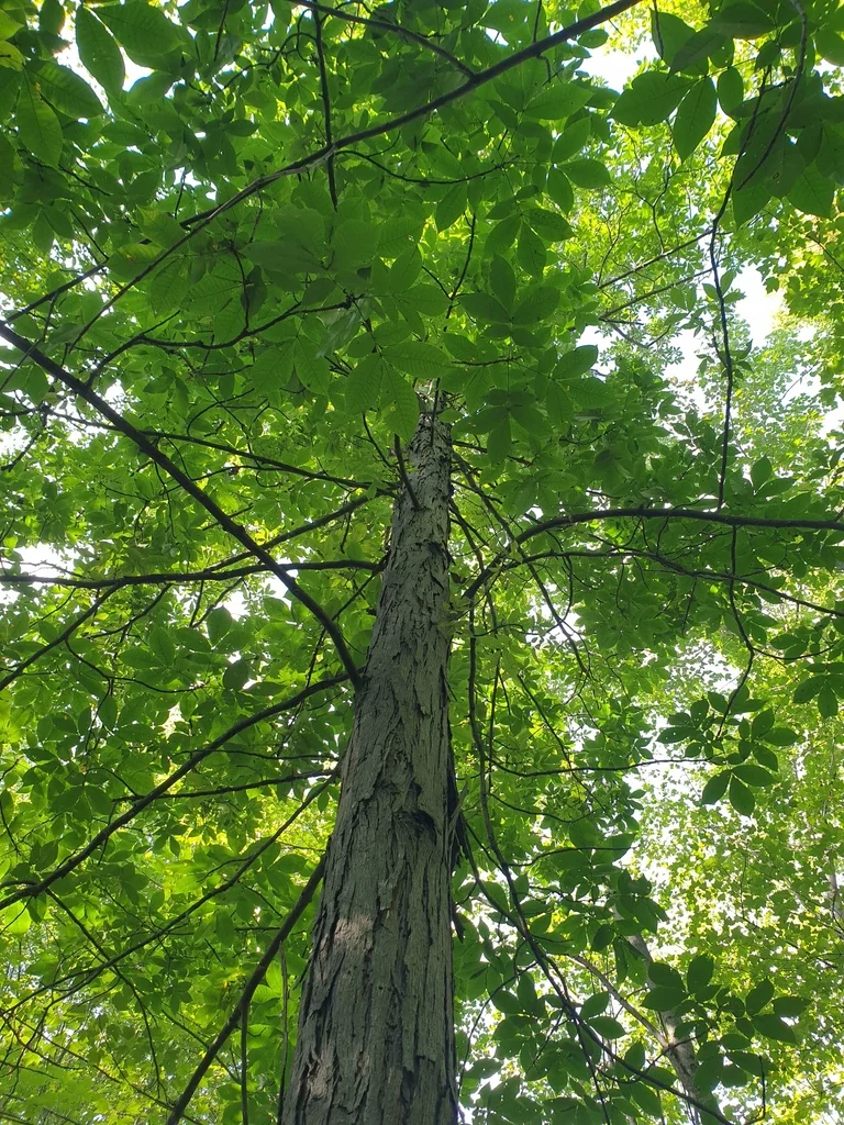 Carya Ovata