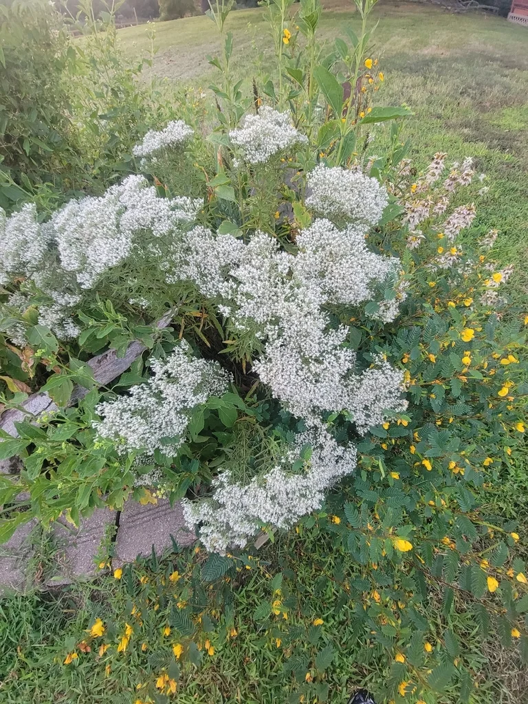 Eupatorium Hyssopifolium