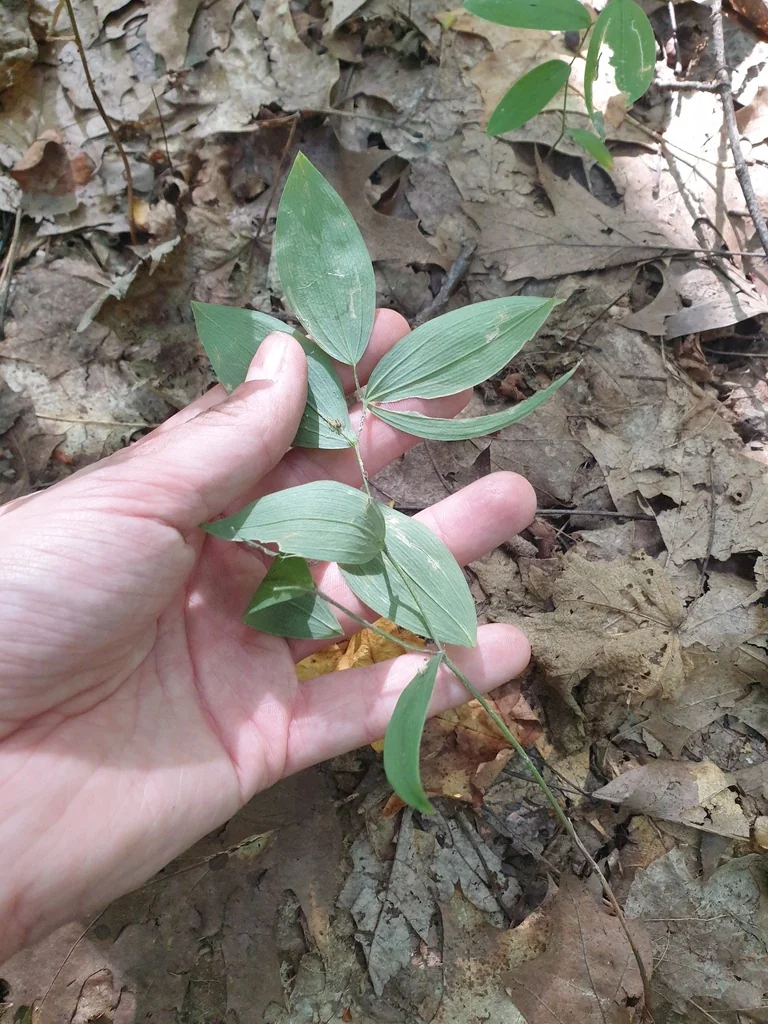 Uvularia Sessilifolia