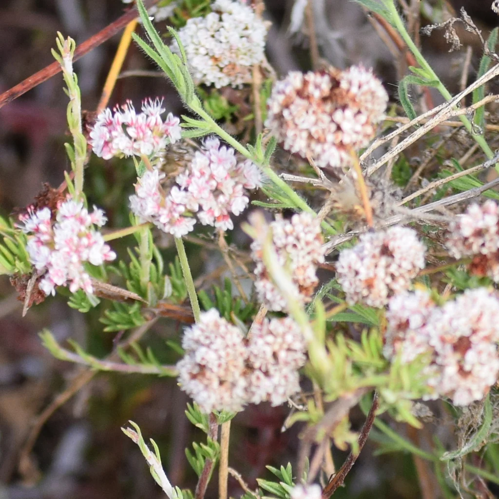 Eriogonum Fasciculatum