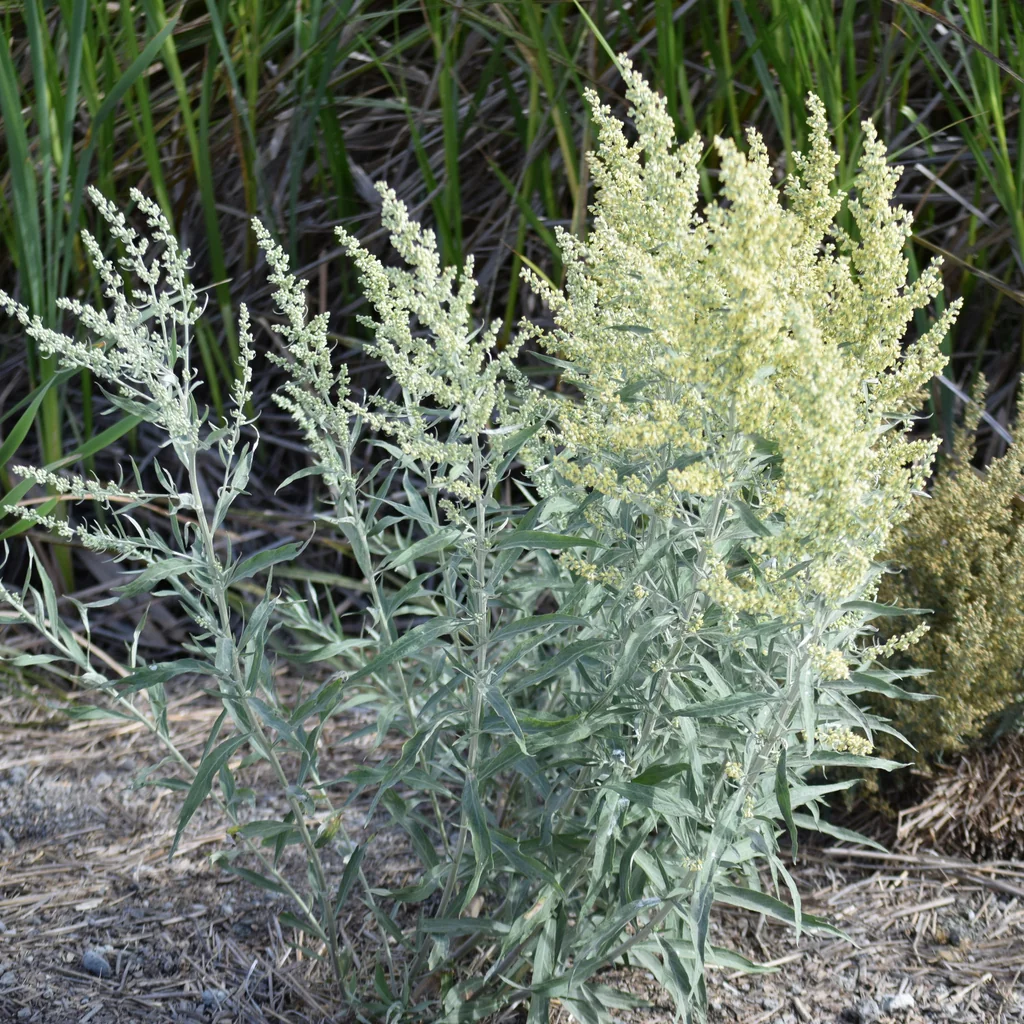 Artemisia Douglasiana