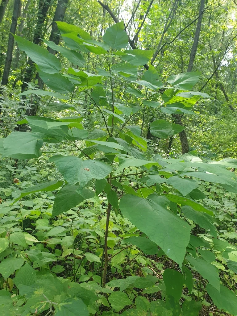 Catalpa Speciosa