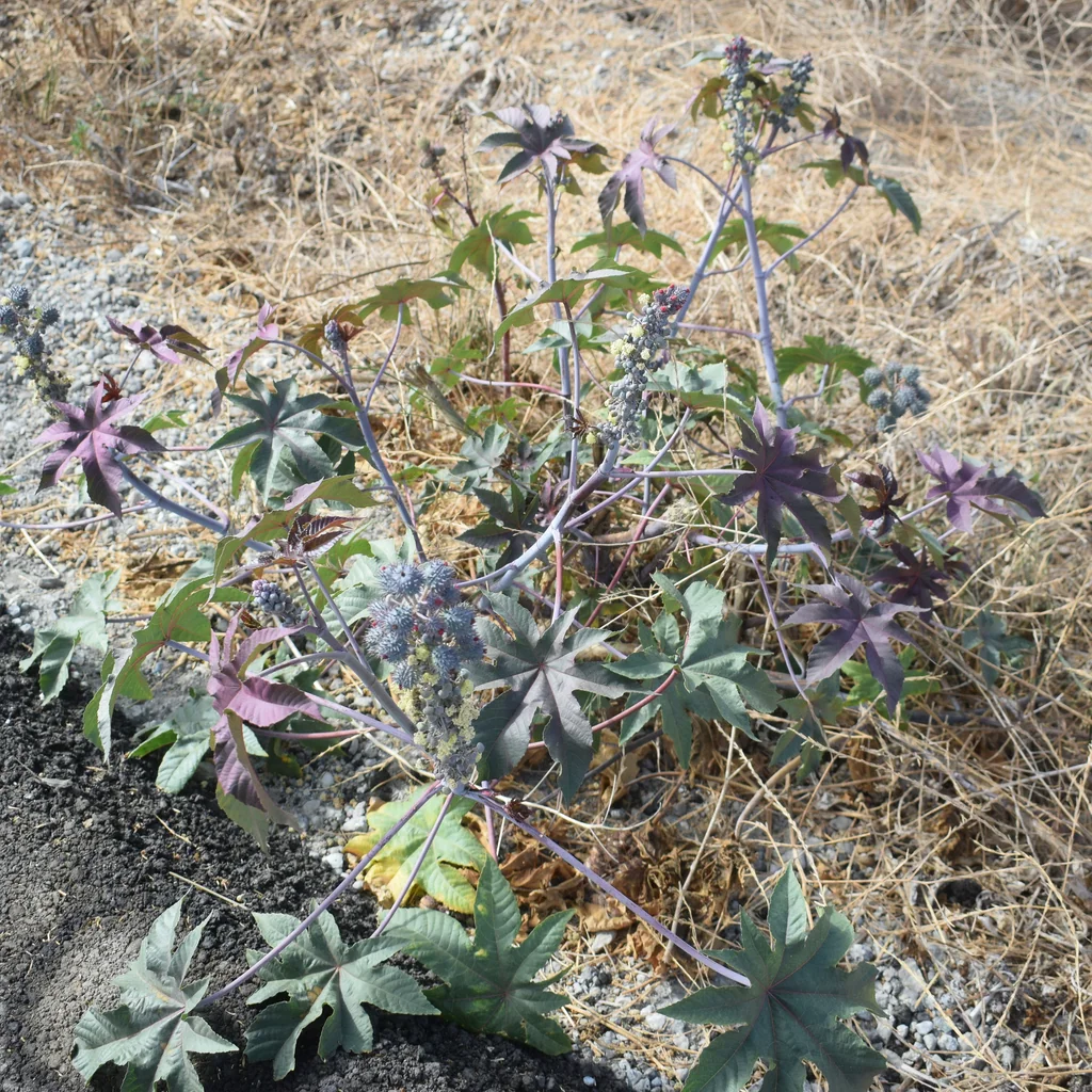 Ricinus Communis
