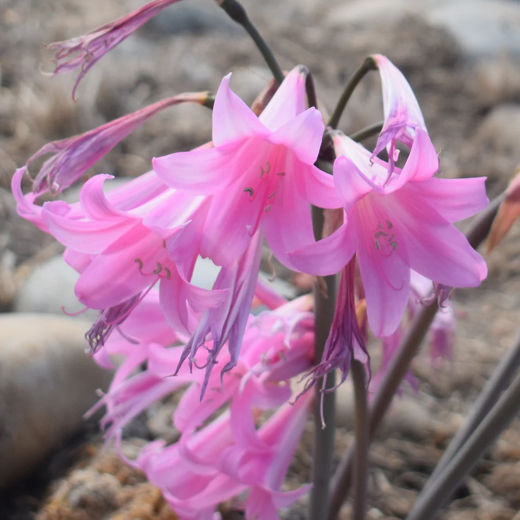 Amaryllis Belladonna