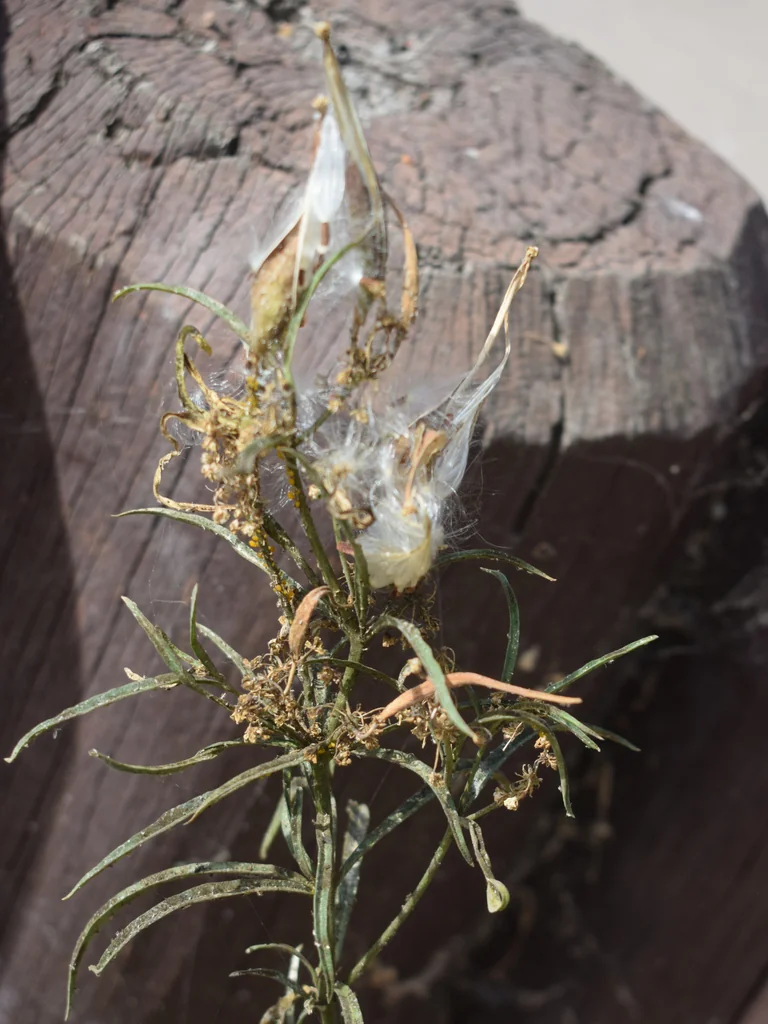 Asclepias Fascicularis
