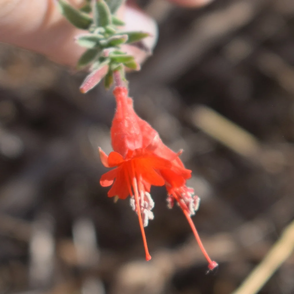 Zauschneria Californica
