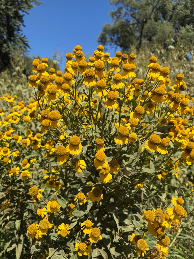Helenium Autumnale