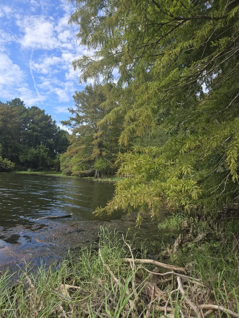 Taxodium Distichum