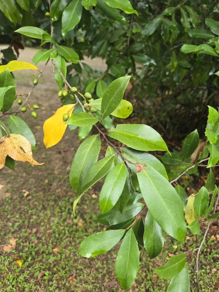 Prunus Caroliniana