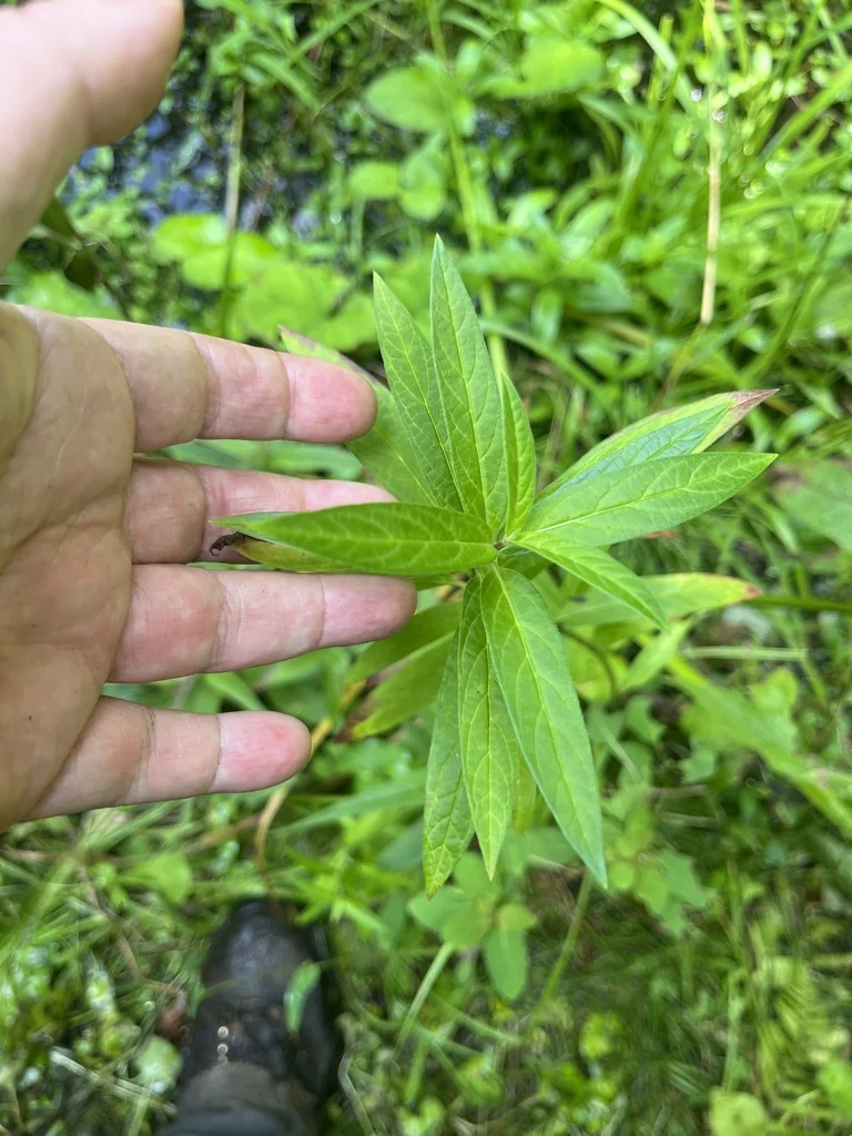 Asclepias Incarnata