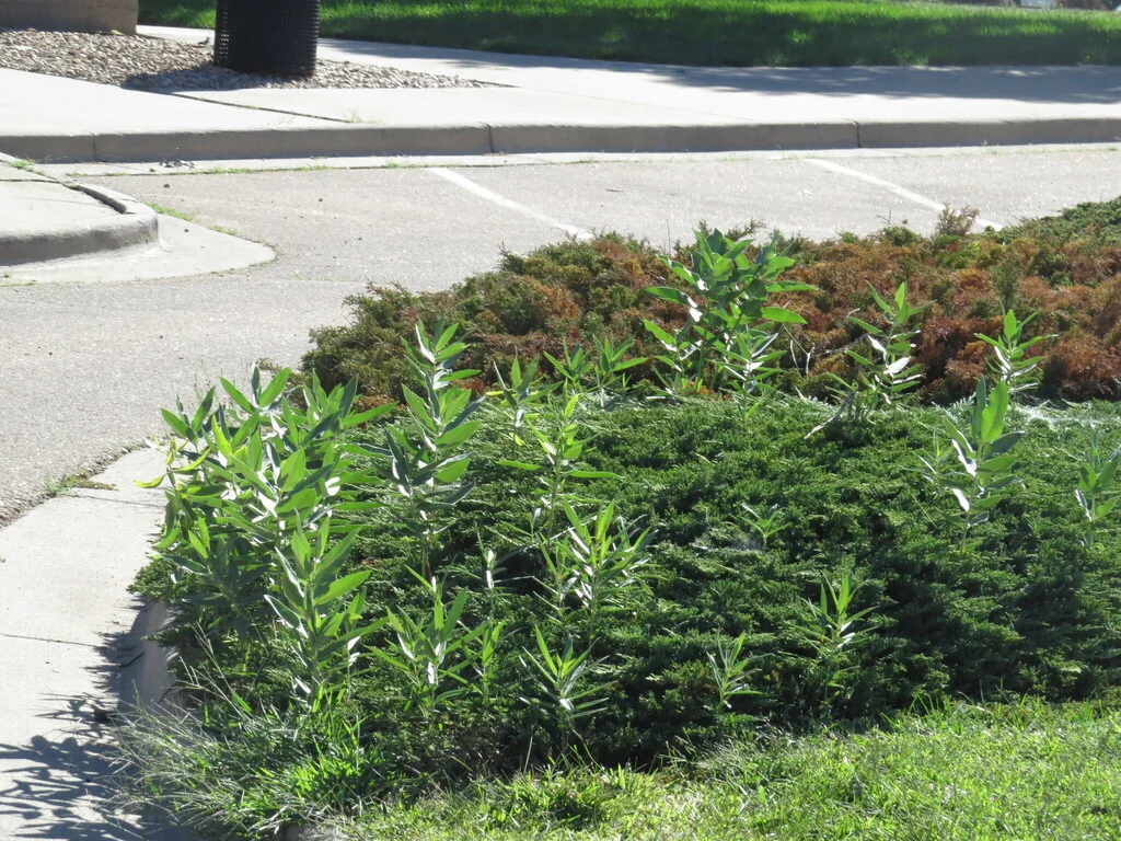 Asclepias Speciosa