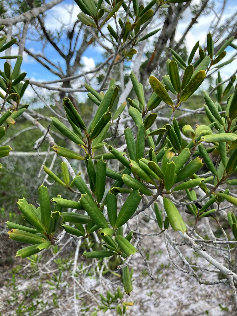 Ilex Opaca