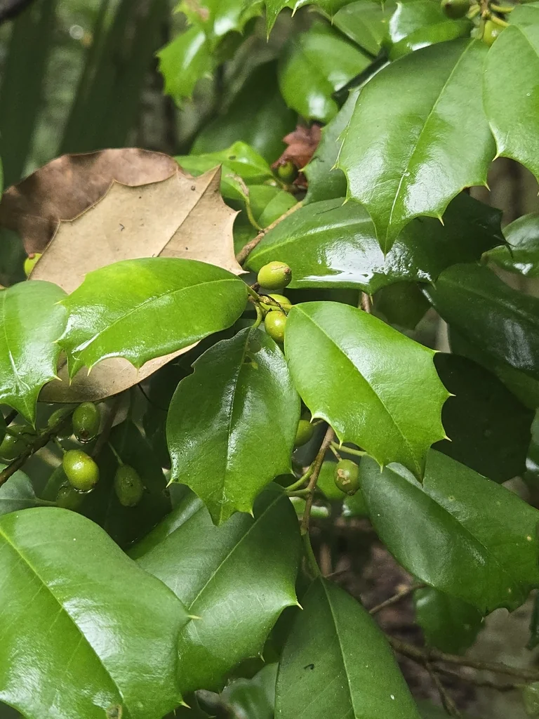 Ilex Opaca