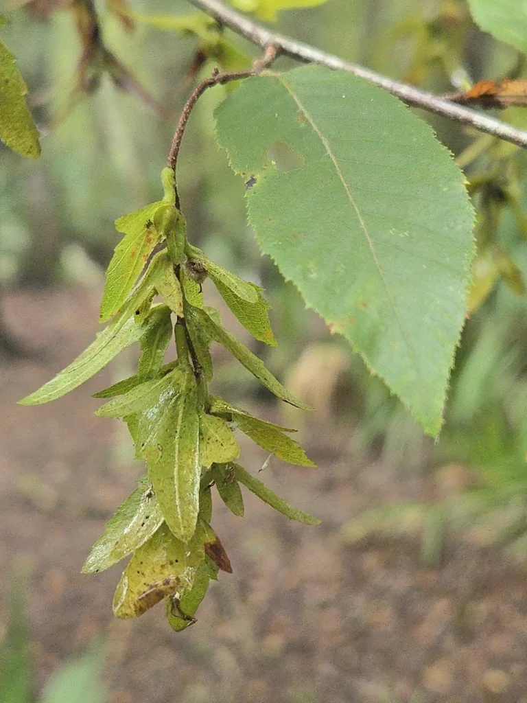 Carpinus Caroliniana