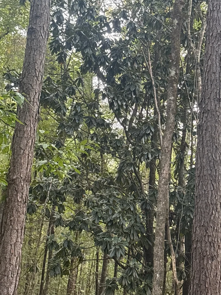 Magnolia Grandiflora