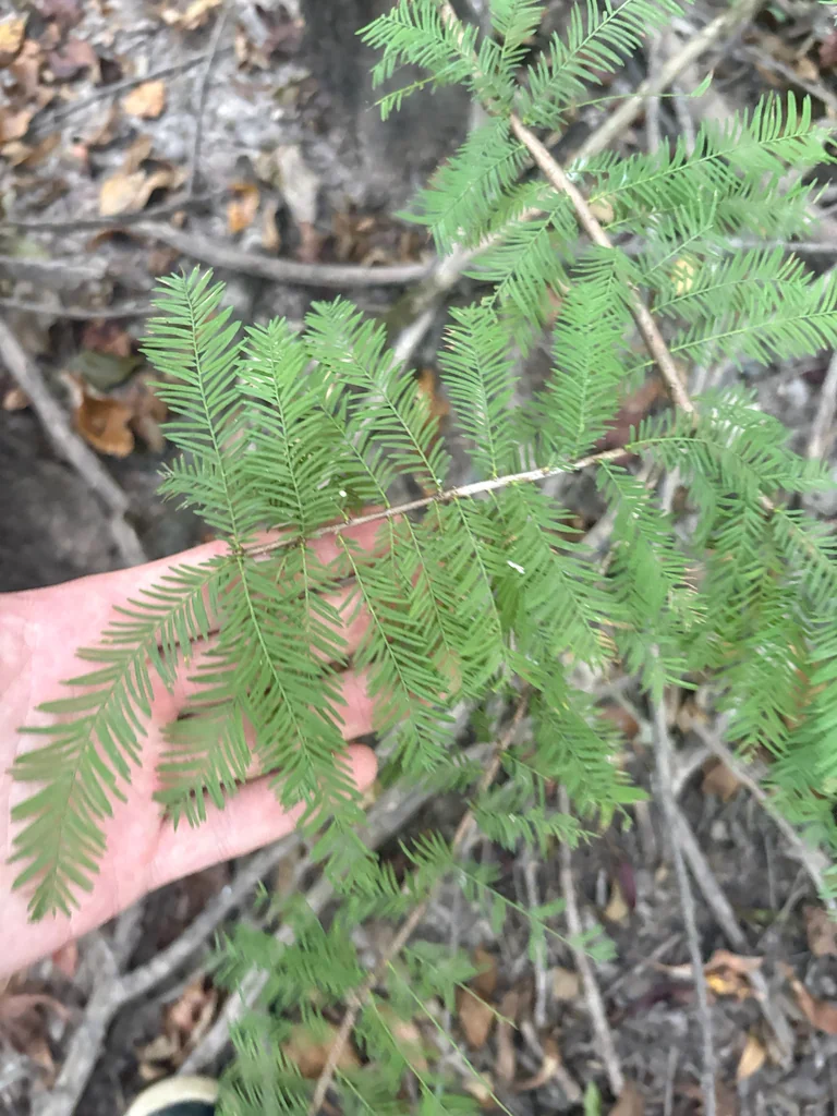 Taxodium Distichum