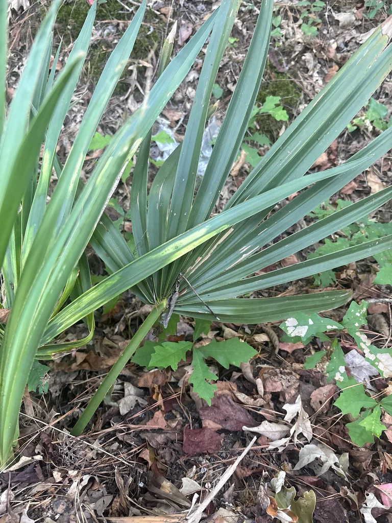 Sabal Minor