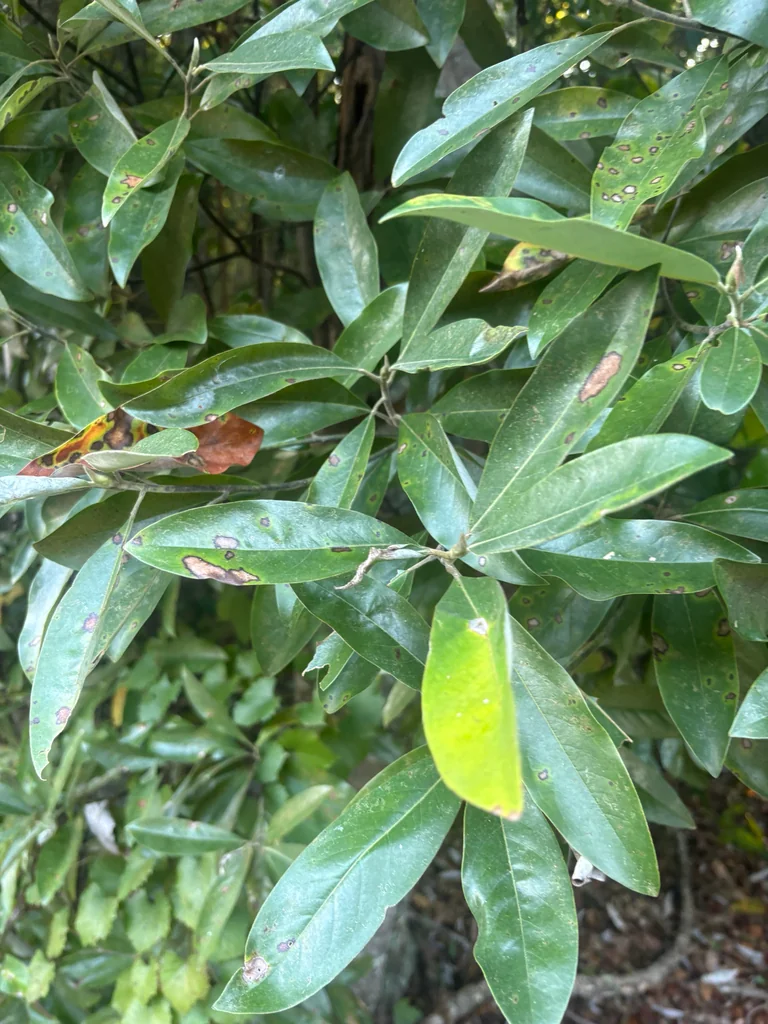 Magnolia Virginiana