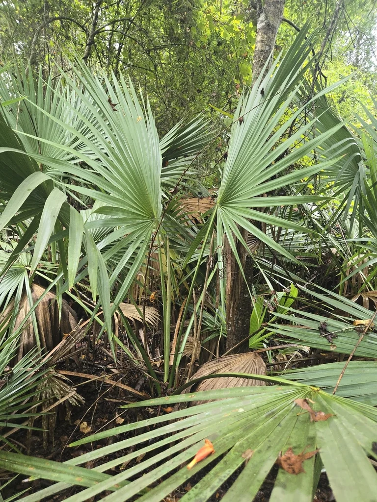Sabal Minor