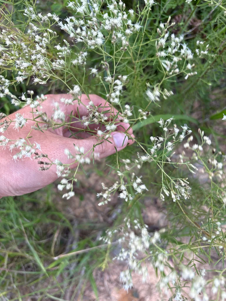 Eupatorium Hyssopifolium
