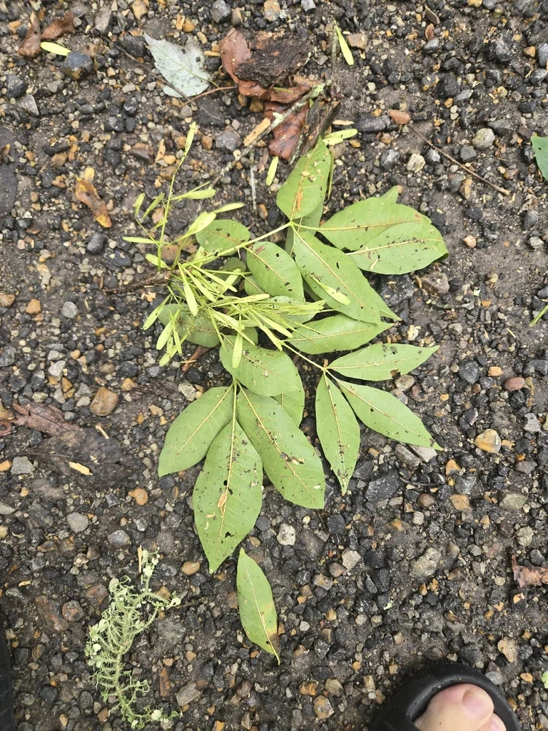 Fraxinus Pennsylvanica