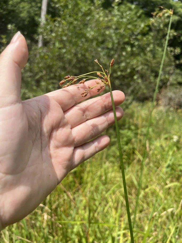 Scirpus Tabernaemontani