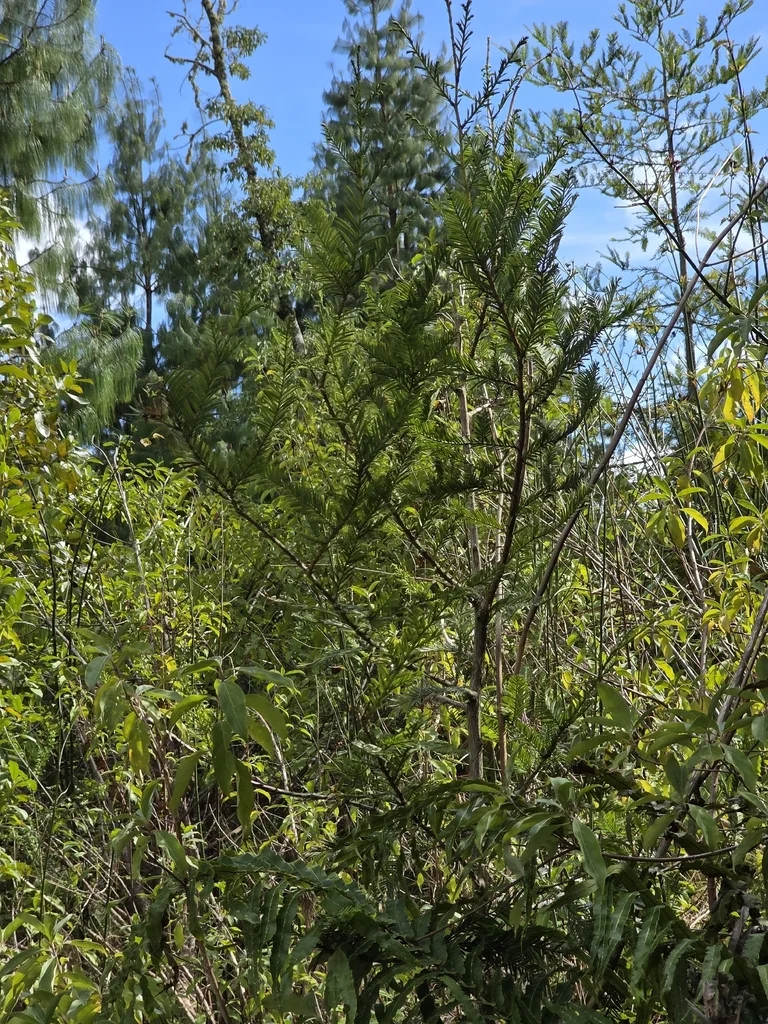 Sequoia sempervirens
